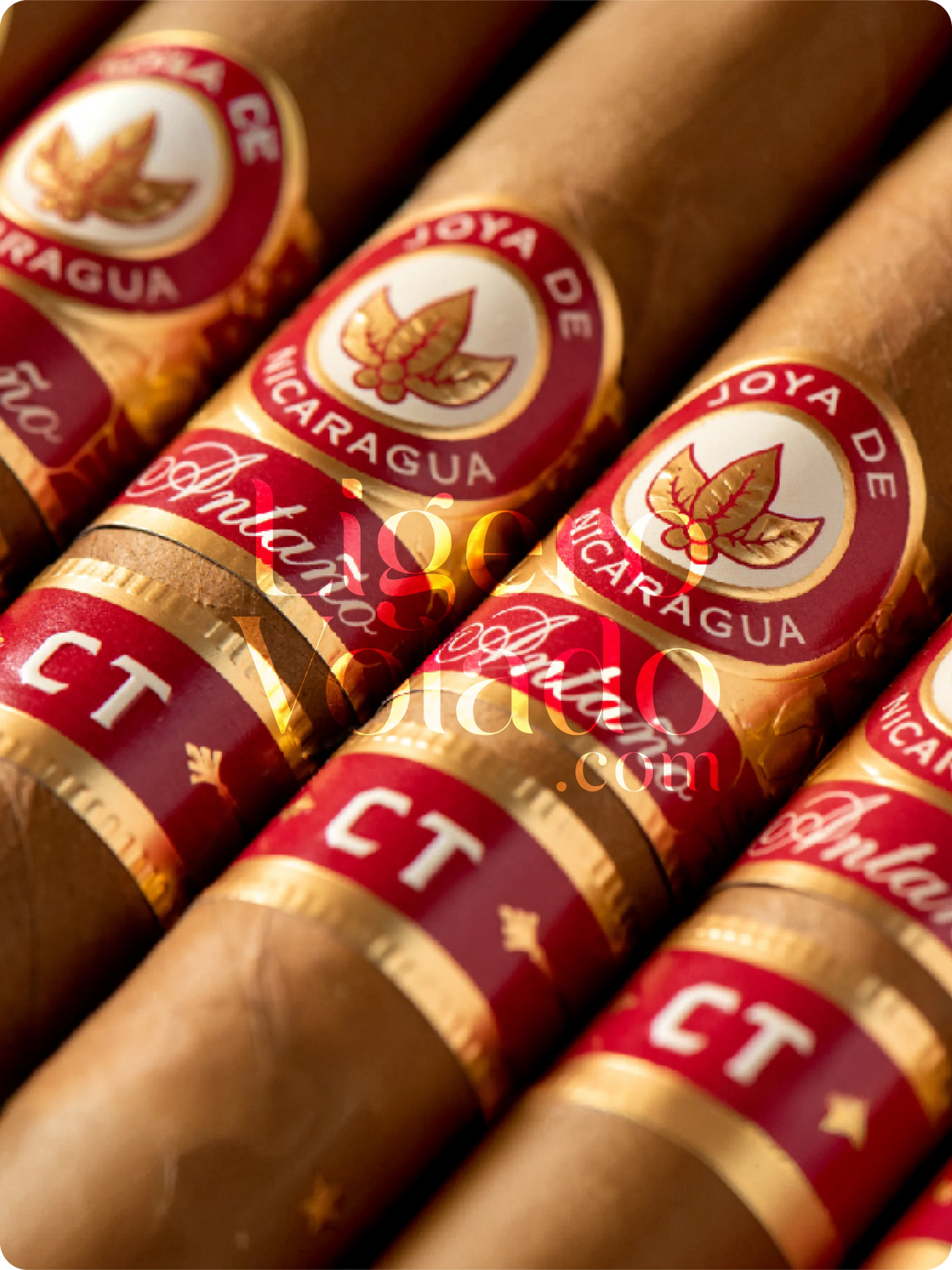 Charuto Joya De Nicaragua Antano Connecticut Toro